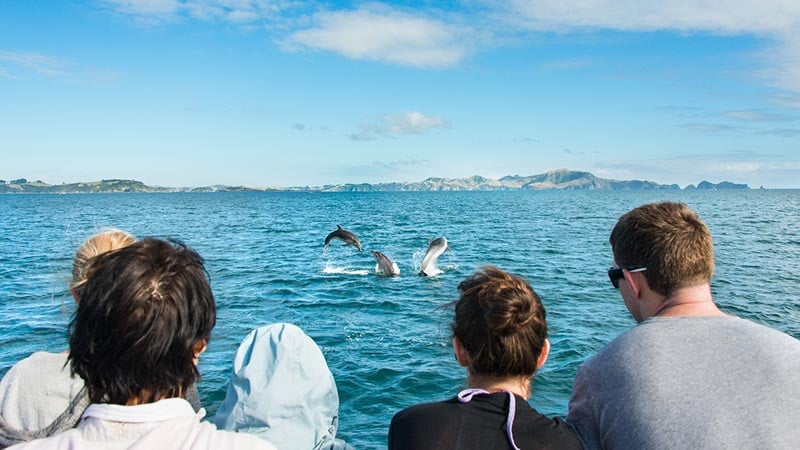 Take in the breath-taking natural beauty of the Bay of Island and its abundant wildlife! 